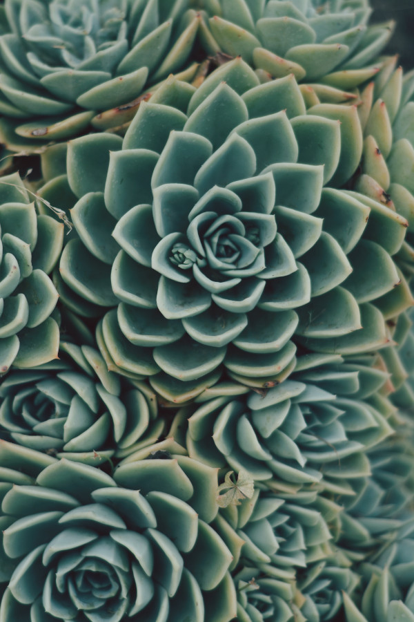 heather-pizano-oazyoh3y7y8-unsplash.jpg